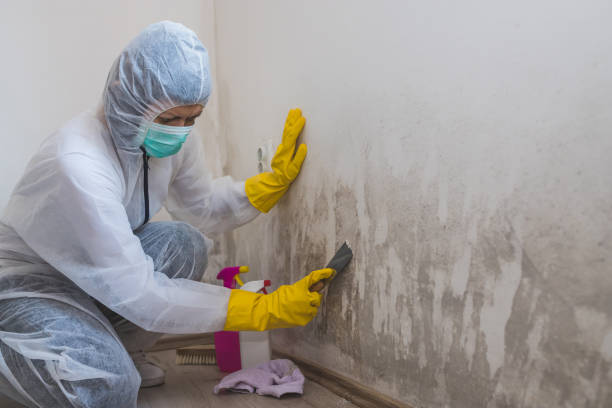 Best Mold Odor Removal Services  in Harvey, MI